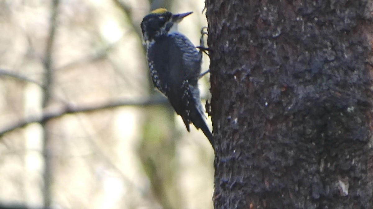 American Three-toed Woodpecker - ML644924727