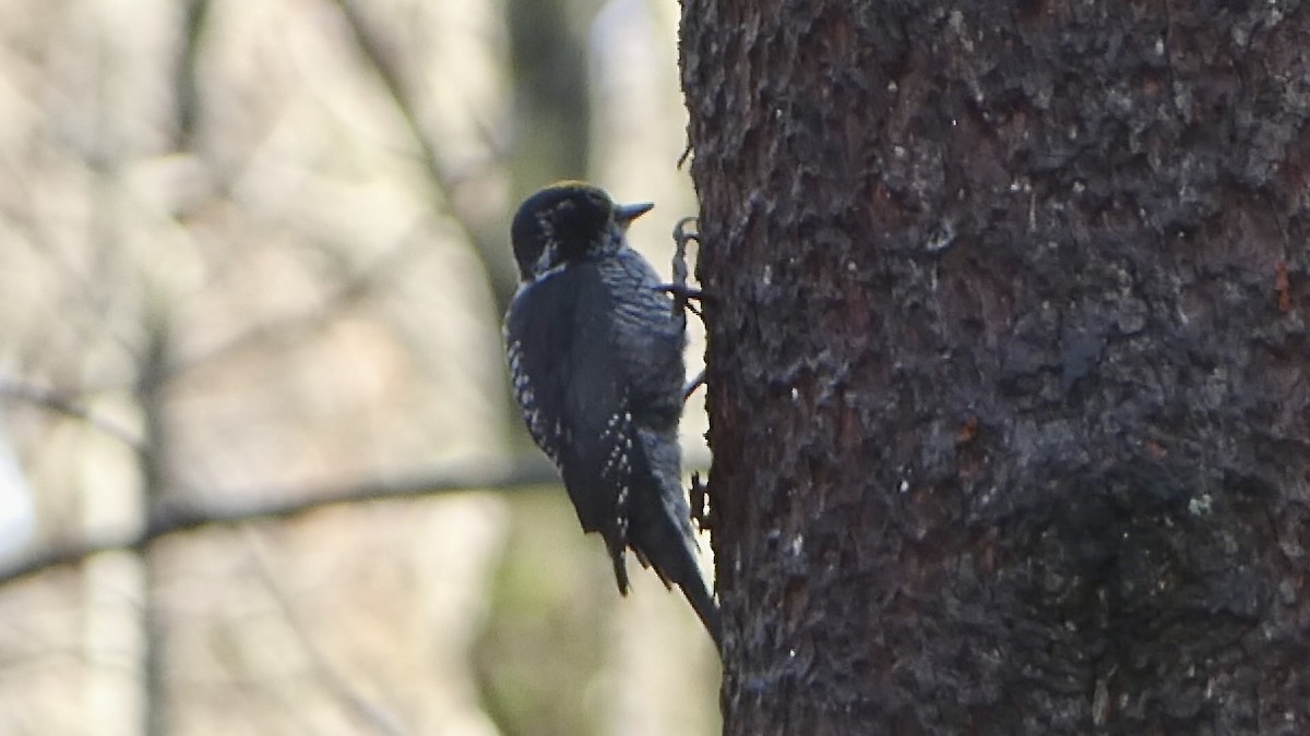 American Three-toed Woodpecker - ML644924732