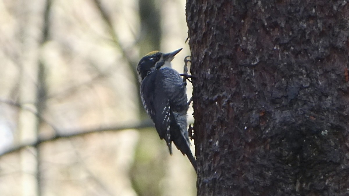 American Three-toed Woodpecker - ML644924734
