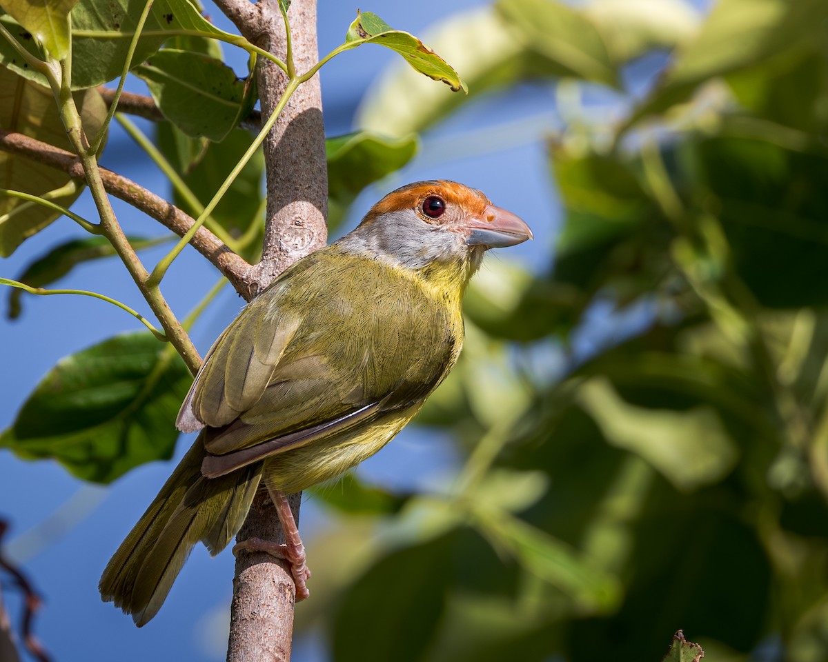 Віреон рудобровий - ML644924739