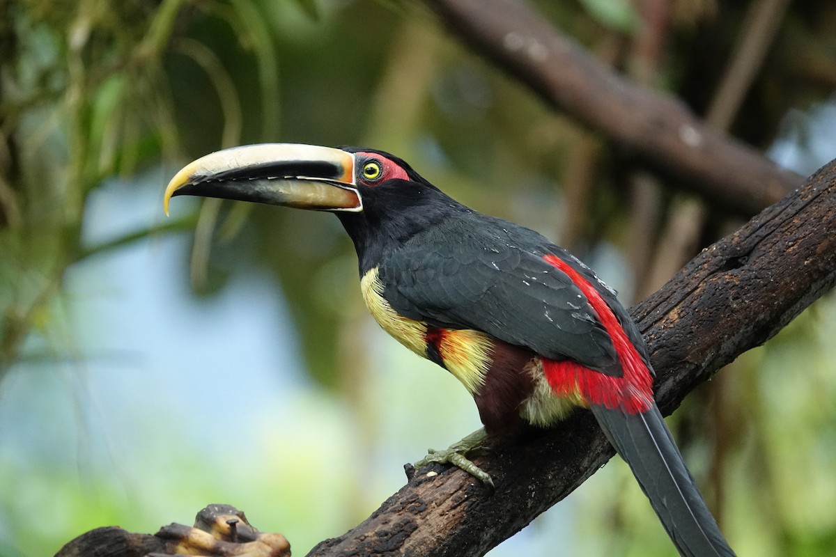 Pale-mandibled Aracari - ML644924744