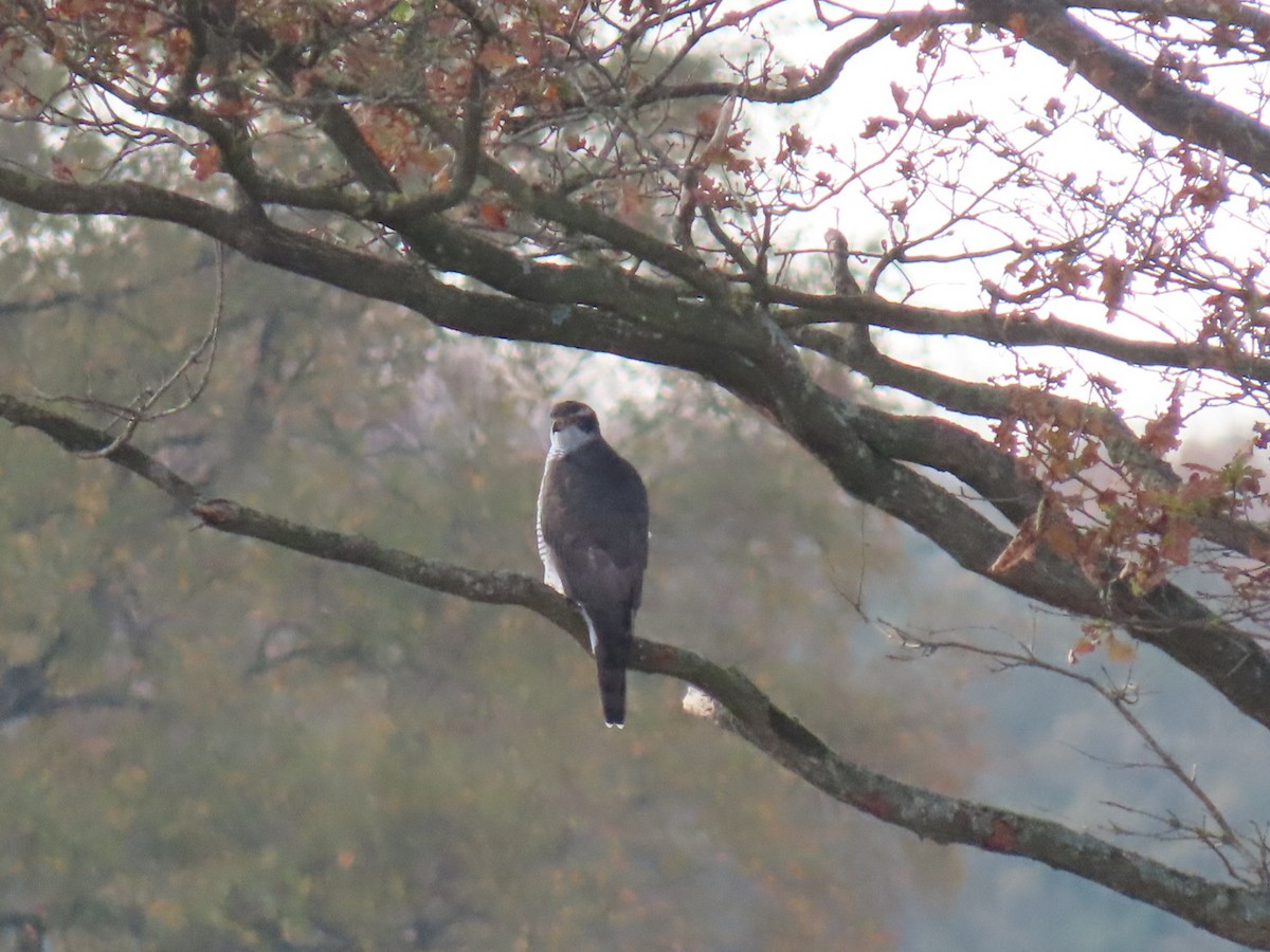 נץ גדול - ML644924754