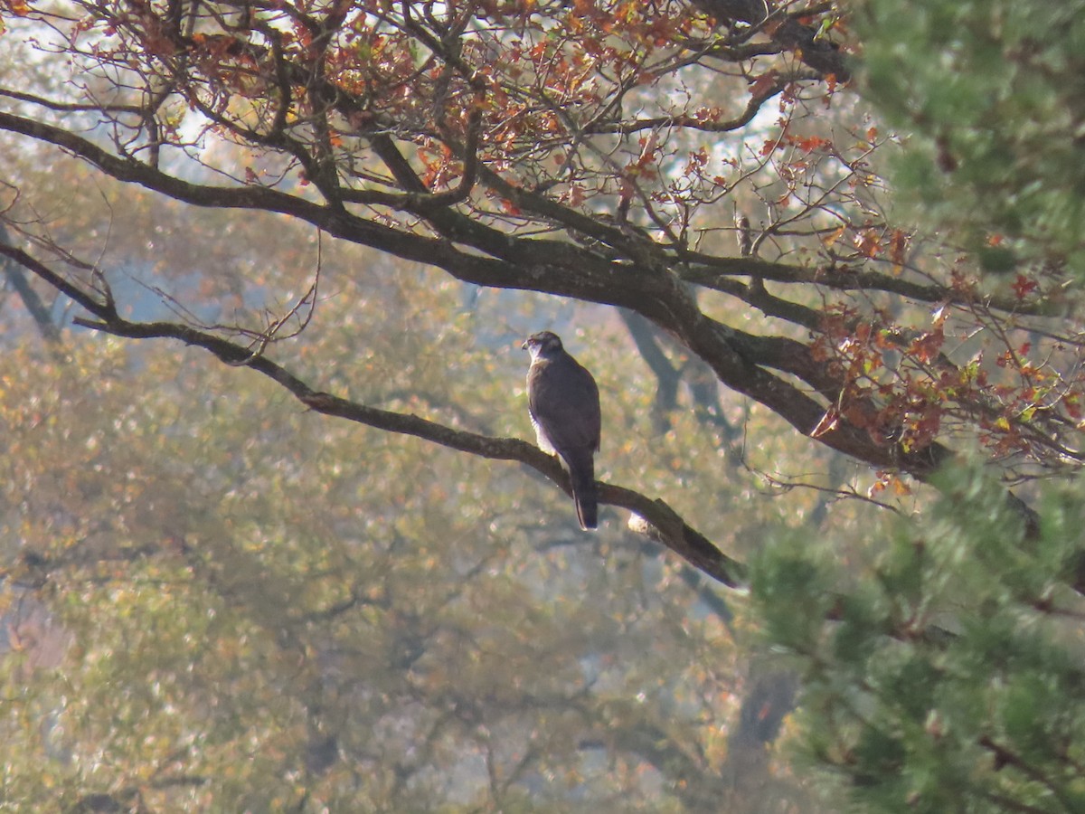 נץ גדול - ML644924755