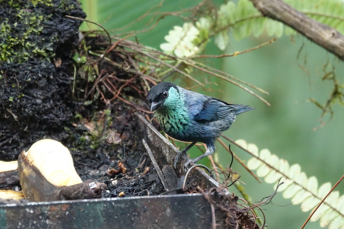 Black-capped Tanager - ML644924758