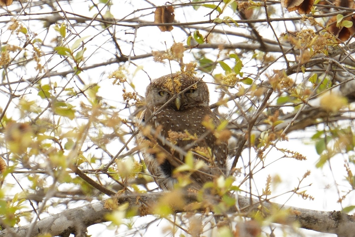 Pearl-spotted Owlet - ML644924761