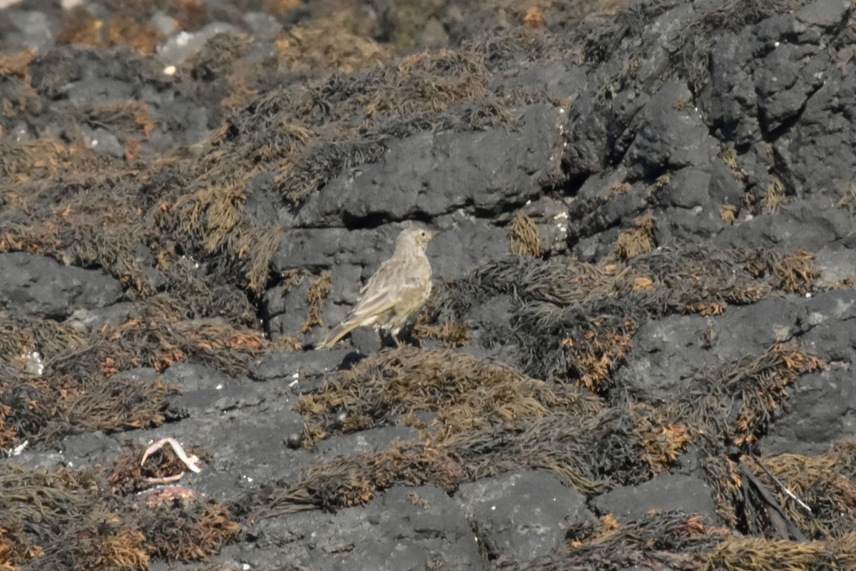 Bisbita Costero - ML644924775