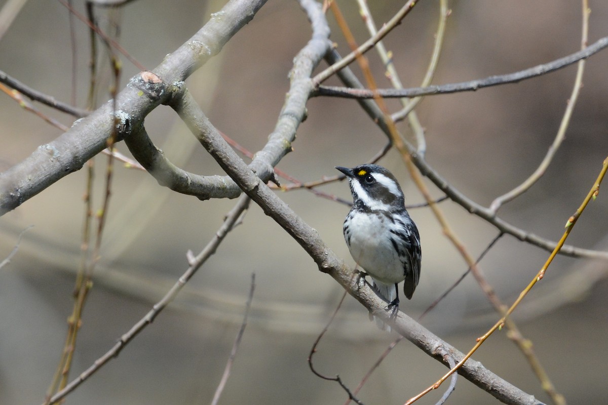 Black-throated Gray Warbler - ML644924785