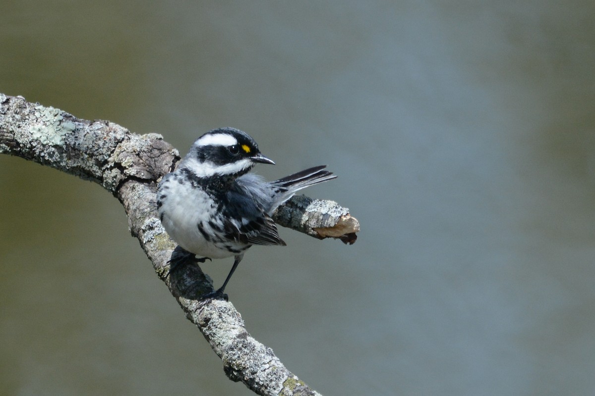 Black-throated Gray Warbler - ML644924786