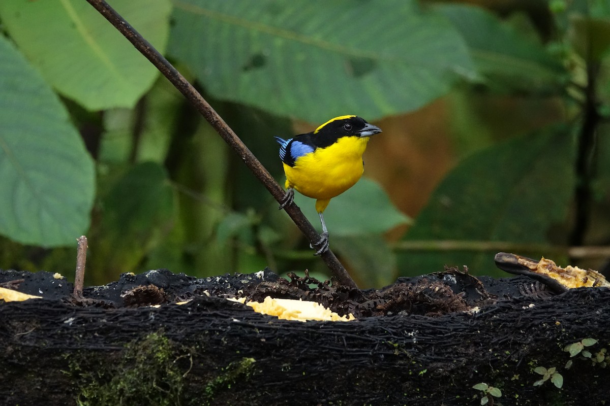 Blue-winged Mountain Tanager - ML644924793