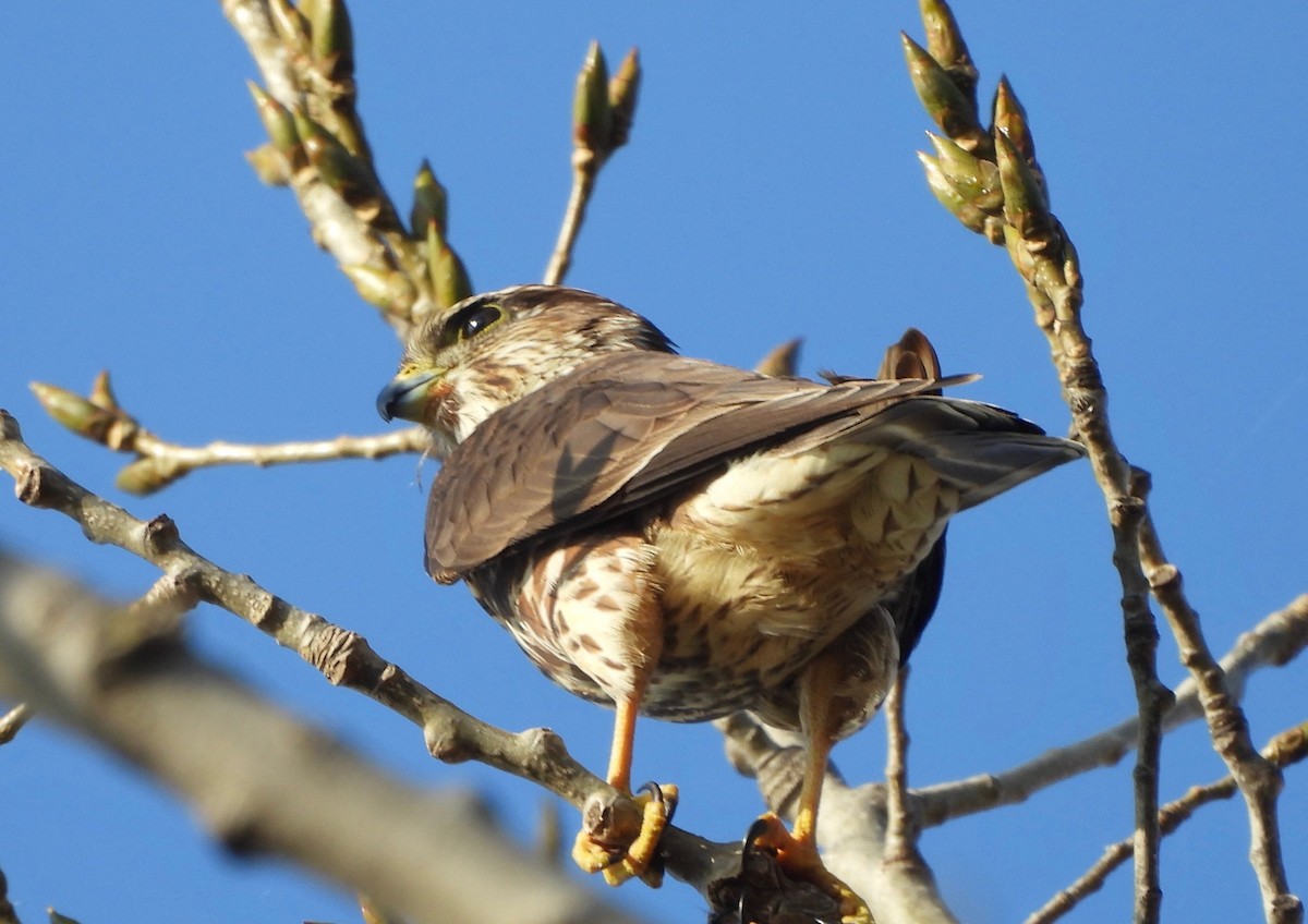 בז גמדי - ML644924812