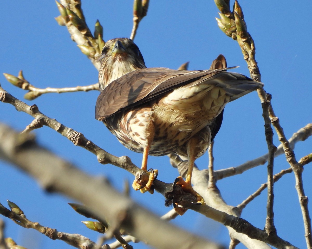 בז גמדי - ML644924813