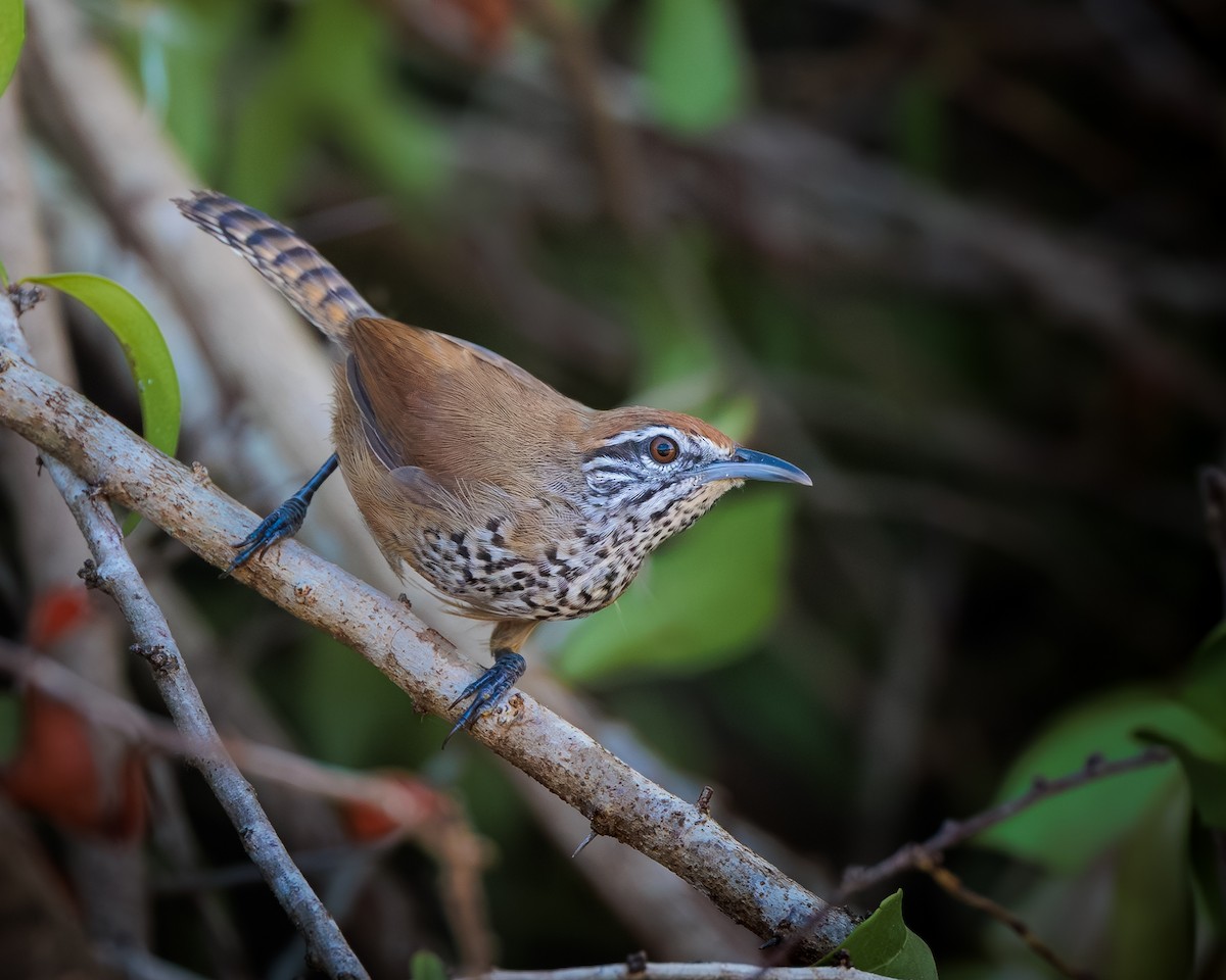 Benekli Göğüslü Çıtkuşu - ML644924823