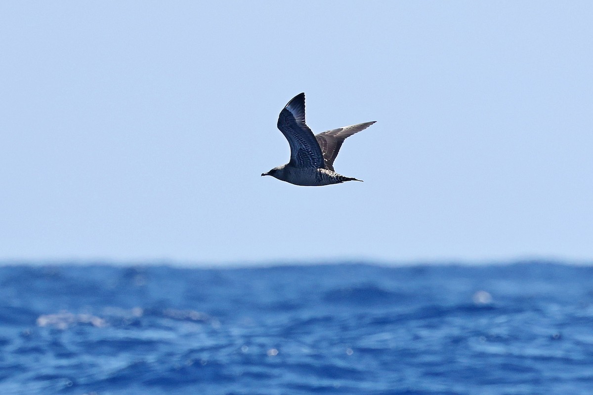 Короткохвостый поморник - ML644924824