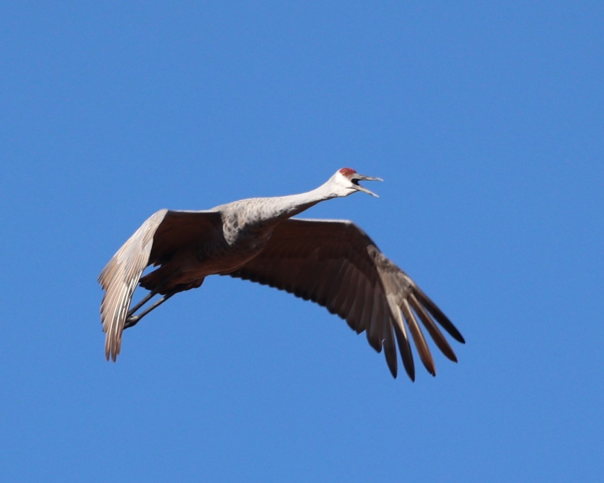 Sandhill Crane - ML644924826