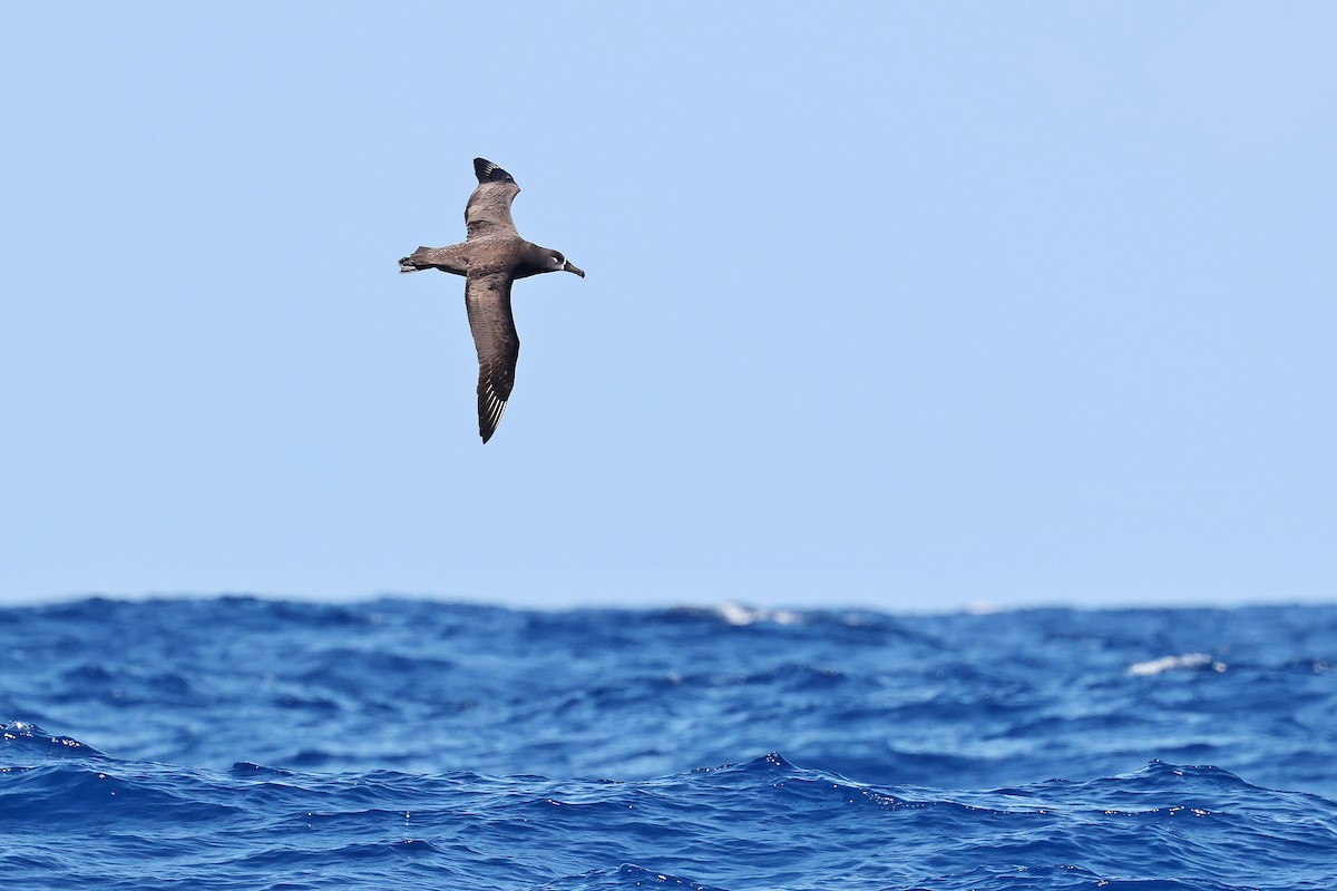 Черноногий альбатрос - ML644924829