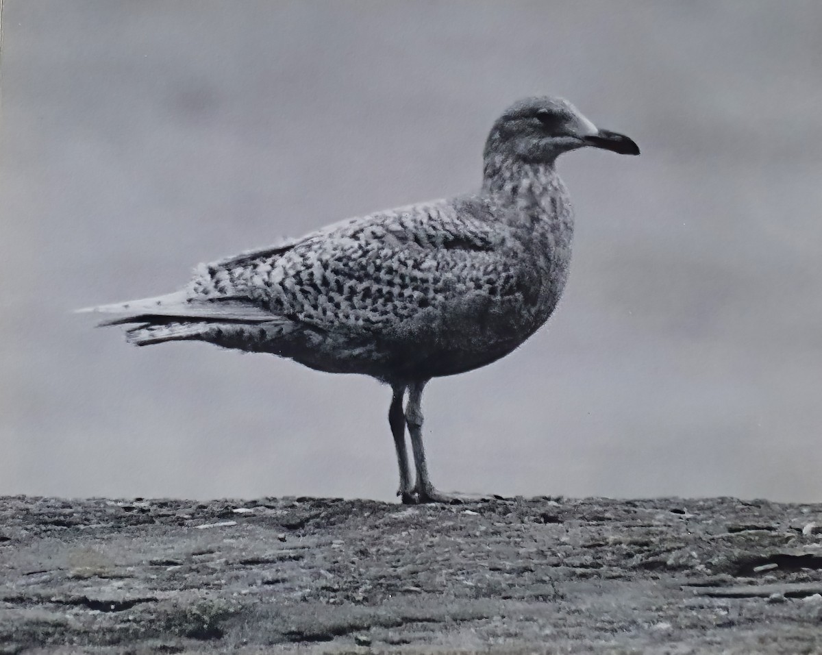 European Herring x Glaucous Gull (hybrid) - ML644924830