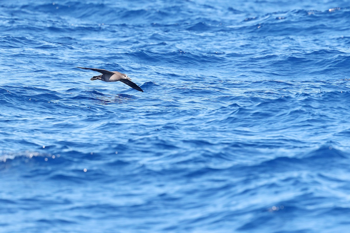 Черноногий альбатрос - ML644924831