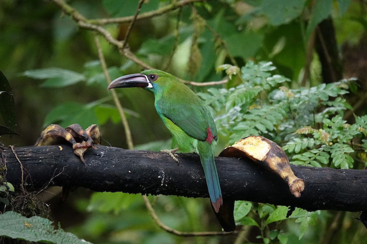 Crimson-rumped Toucanet - ML644924833