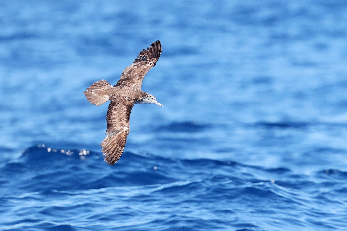 Пестролицый буревестник - ML644924845