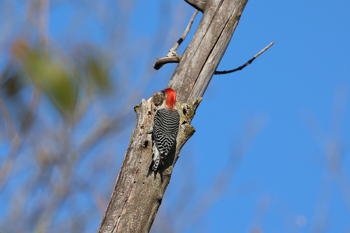 Red-bellied Woodpecker - ML644924848