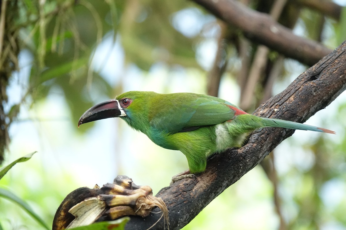 Crimson-rumped Toucanet - ML644924851