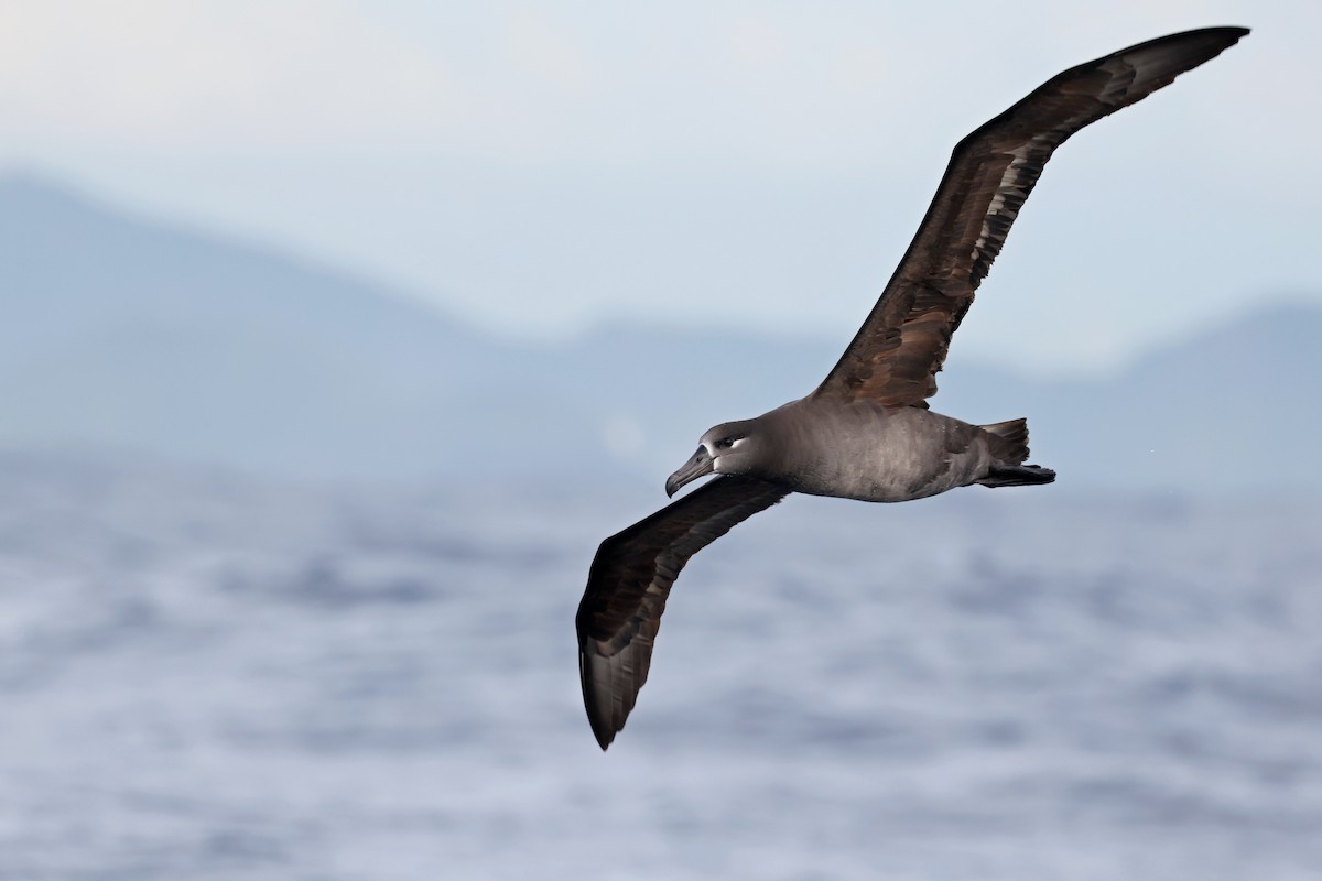 Черноногий альбатрос - ML644924859