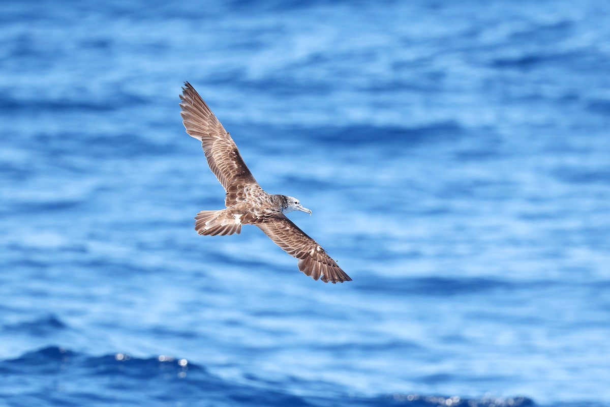 Пестролицый буревестник - ML644924860