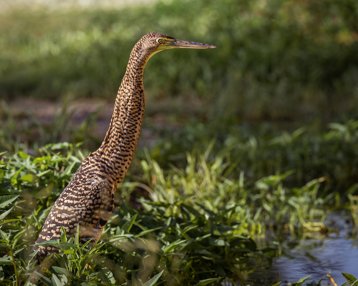 Bare-throated Tiger-Heron - ML644924863