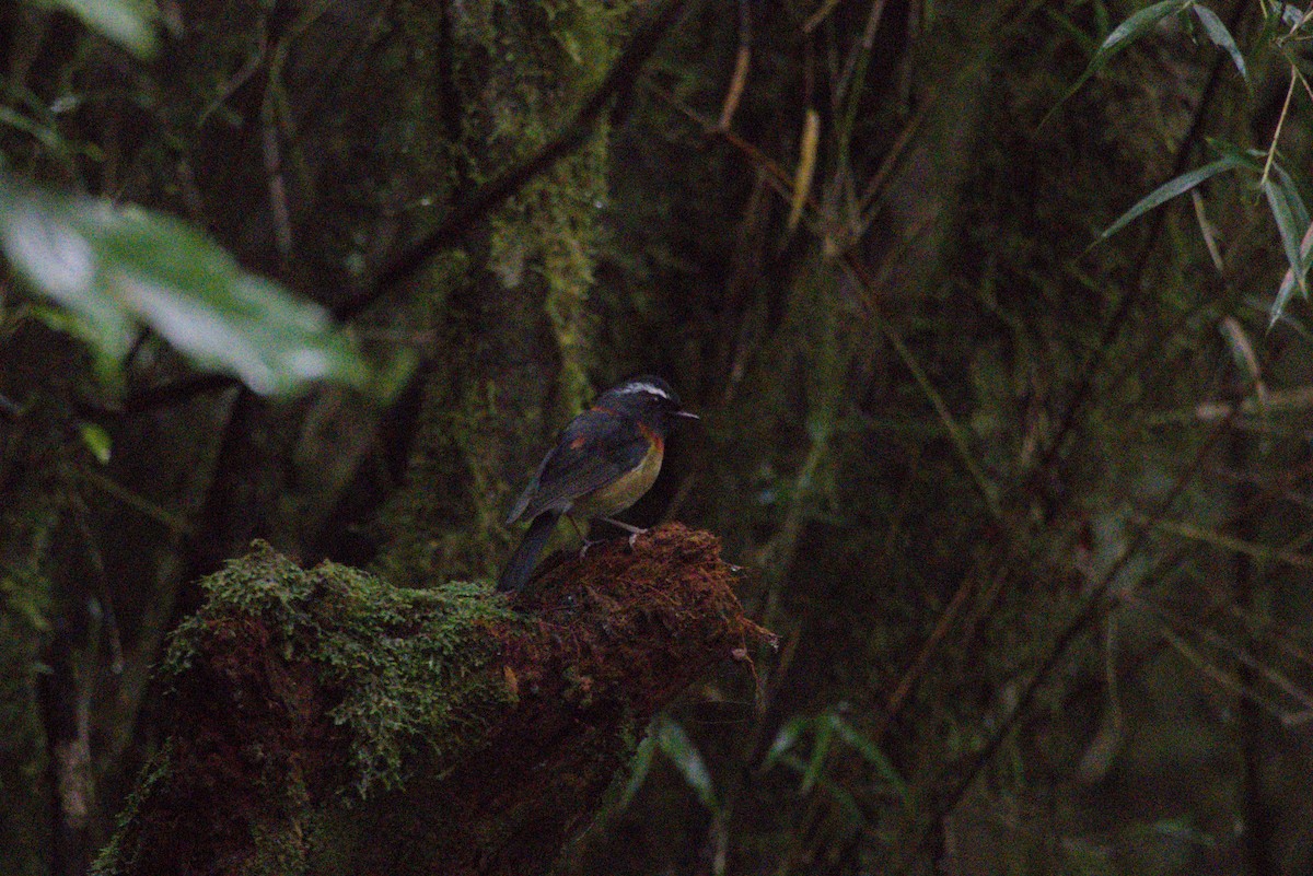 Robin de Johnstone - ML644924876