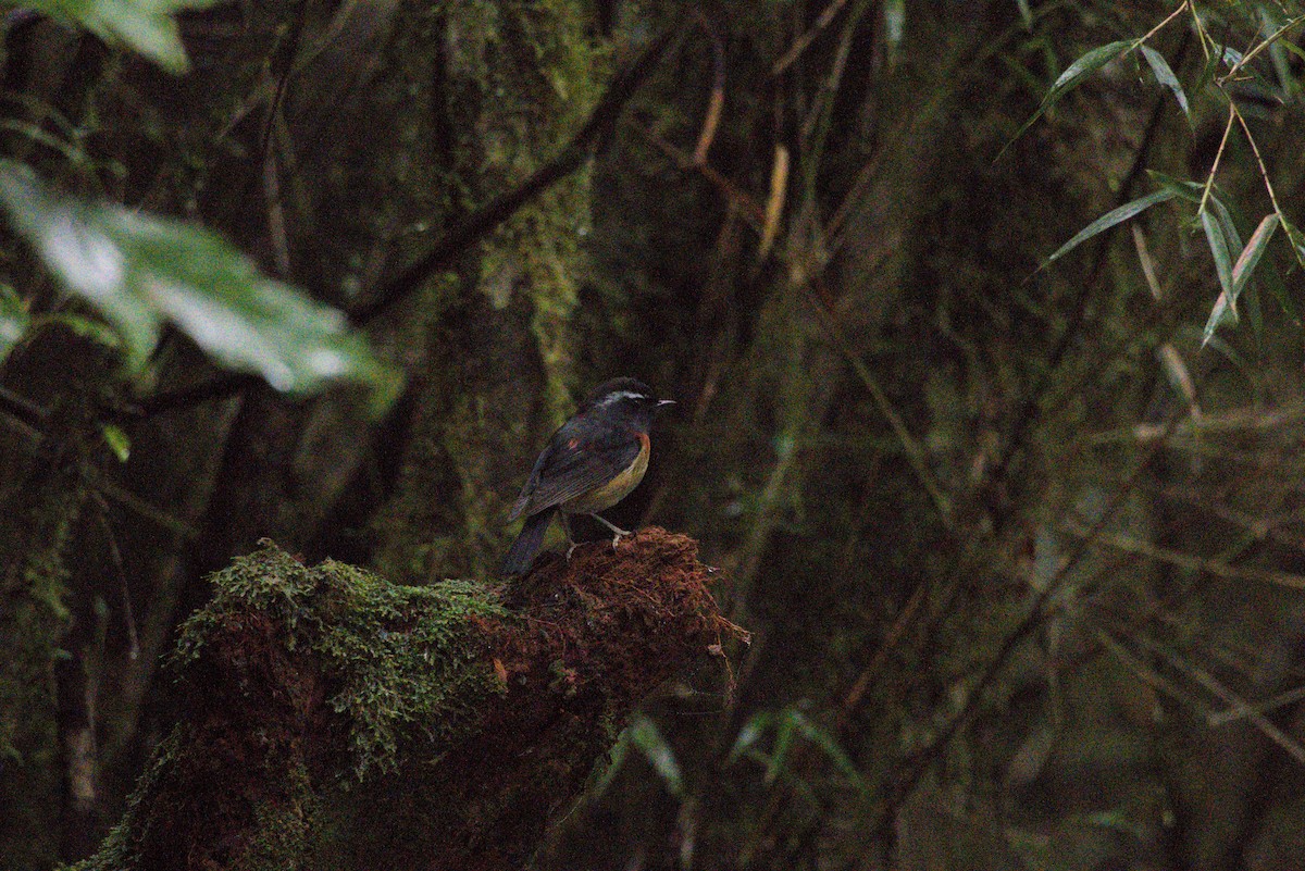 Robin de Johnstone - ML644924877