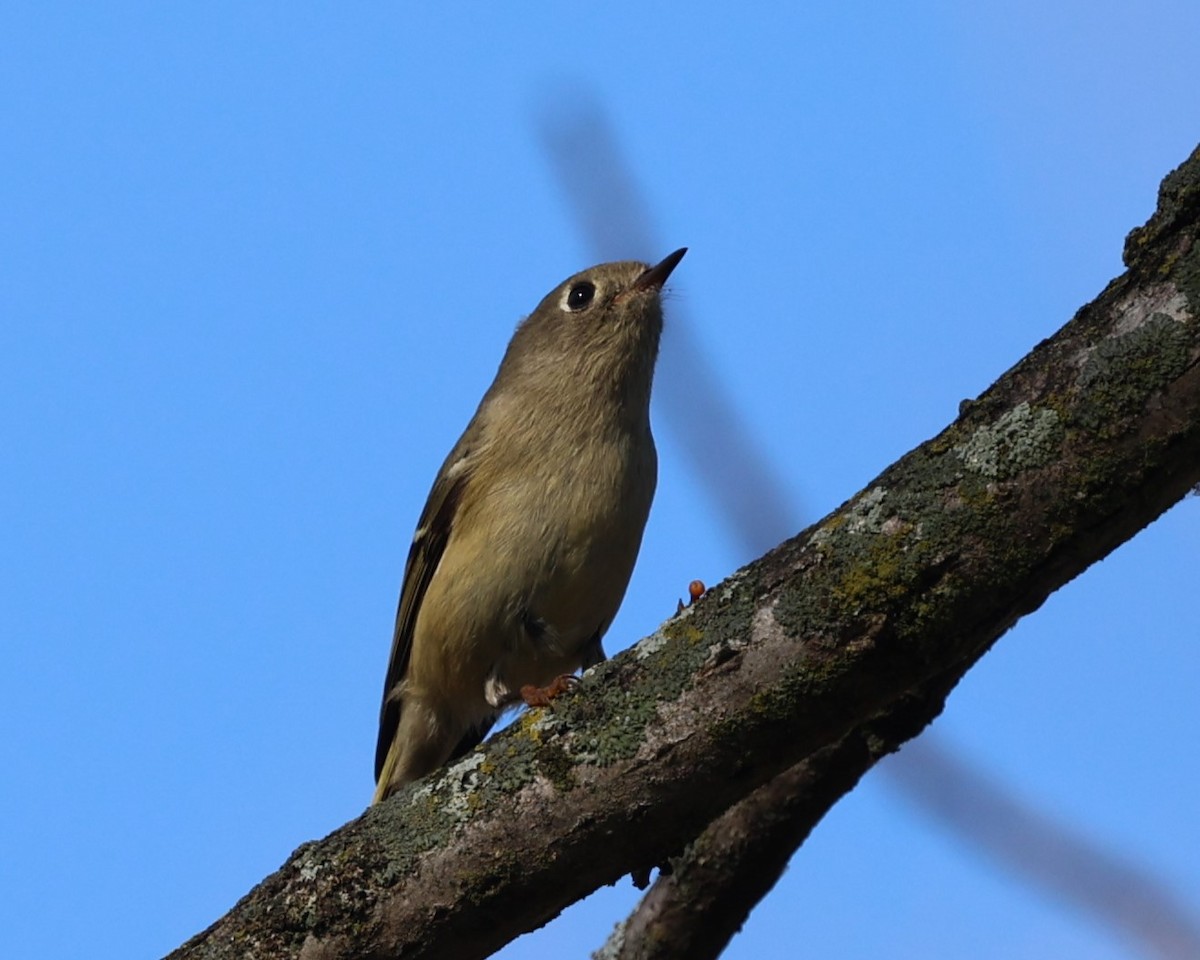 Ruby-crowned Kinglet - ML644924883