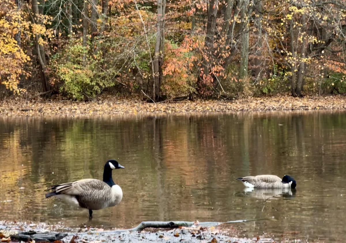 Canada Goose - ML644924911