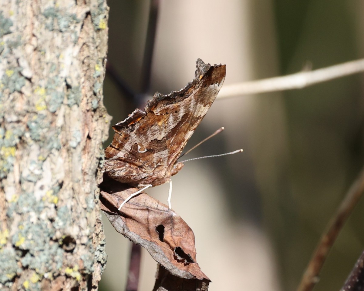Eastern Comma - ML644924914