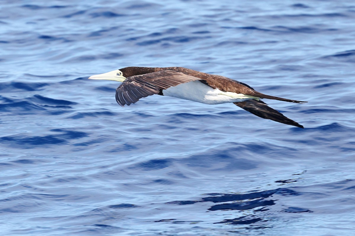 Бурая олуша - ML644924927