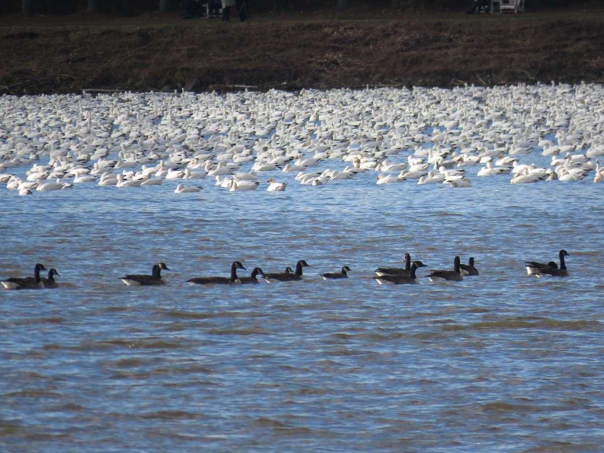 Oca canadese minore - ML644924945