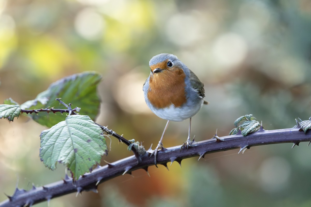European Robin - ML644924946
