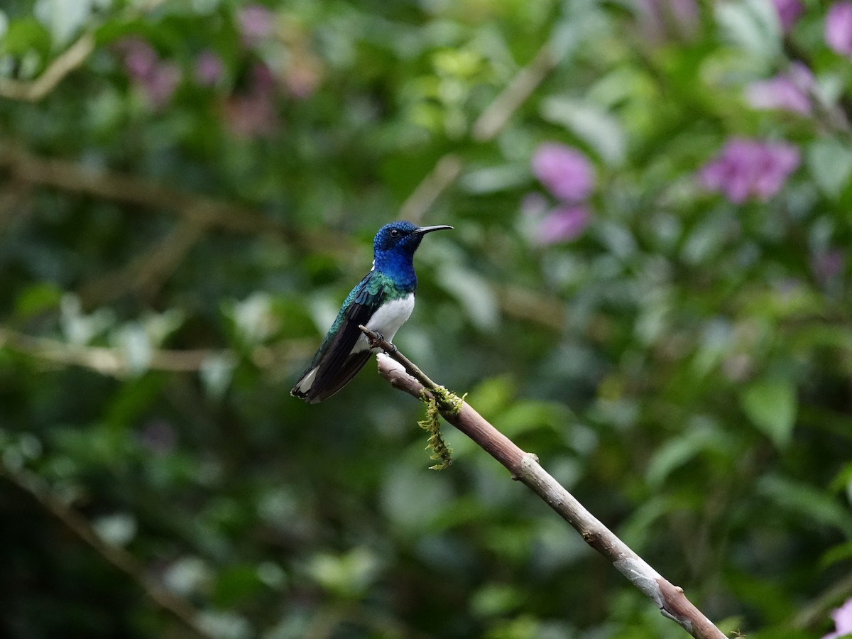 White-necked Jacobin - ML644924950