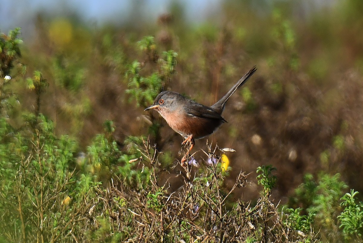 Etze-txinboa - ML644924958