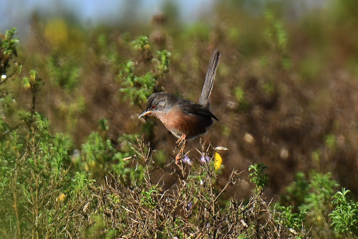 Etze-txinboa - ML644924959