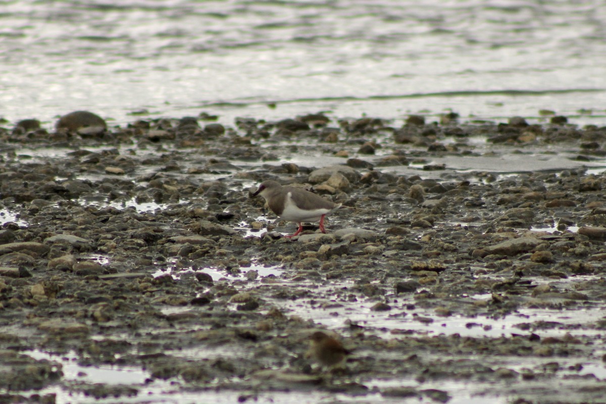 Магелланова ржанка - ML644924971