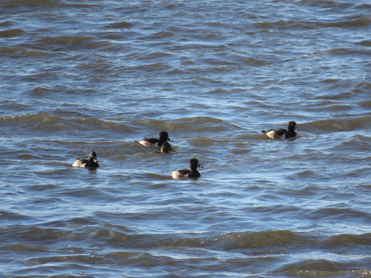 Moretta dal collare - ML644924972