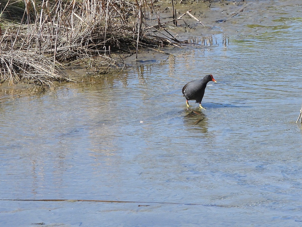 Курочка латиноамериканська - ML644924999