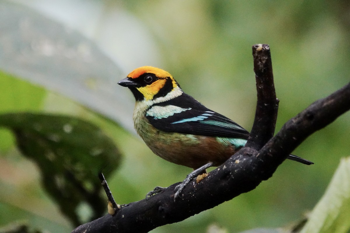 Flame-faced Tanager - ML644925002