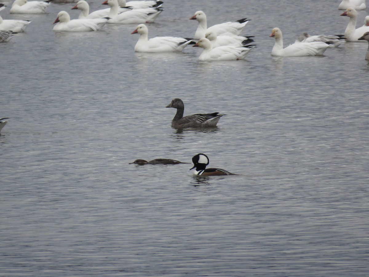 Smergo dal cappuccio - ML644925007