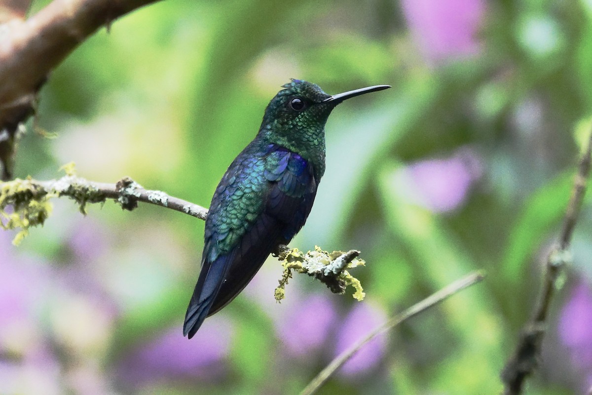 Green-crowned Brilliant - ML644925026