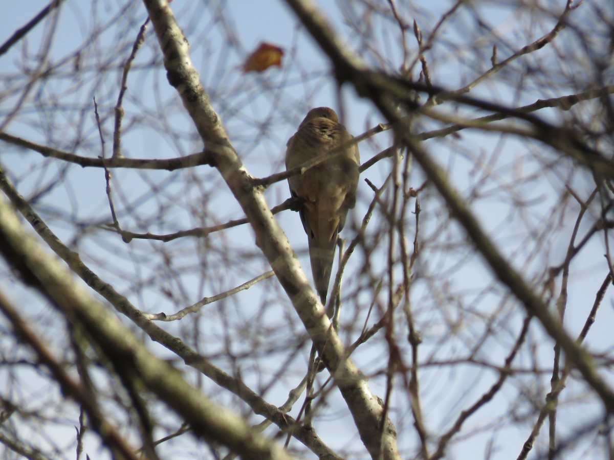 Mourning Dove - ML644925041