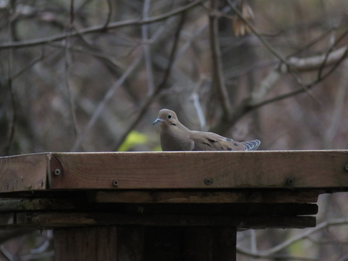 Mourning Dove - ML644925042