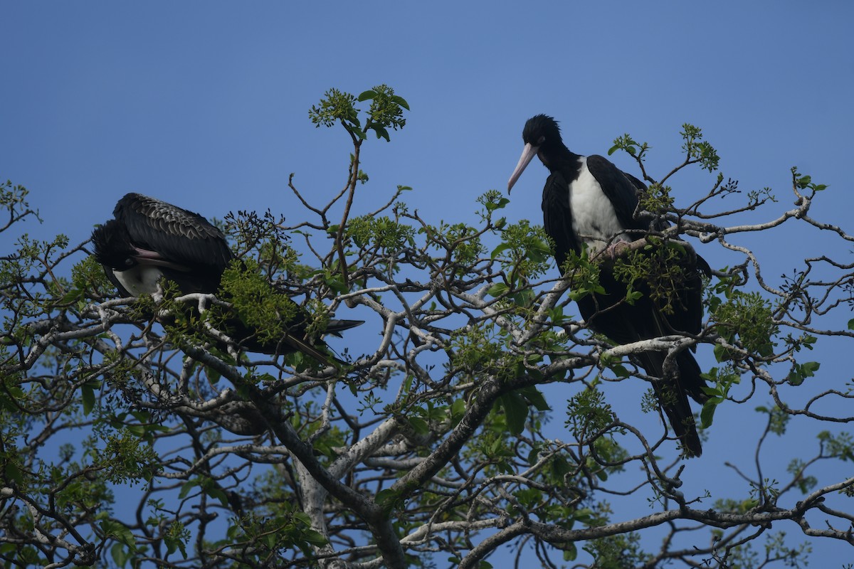 Christmas Island Frigatebird - ML644925043