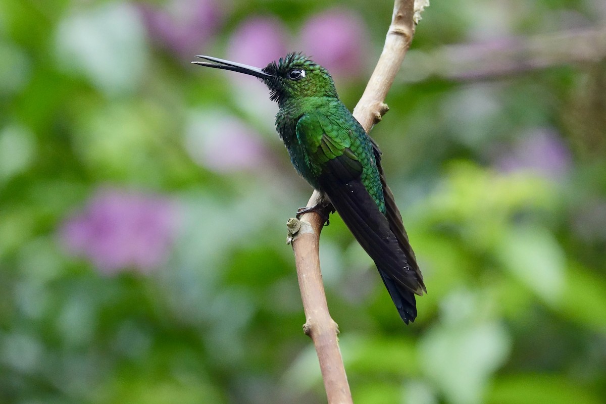 Green-crowned Brilliant - ML644925048