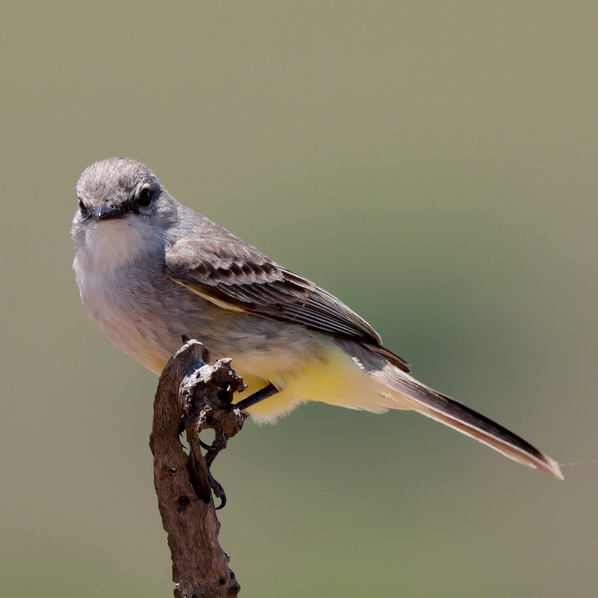 Chapada Flycatcher - ML644925057